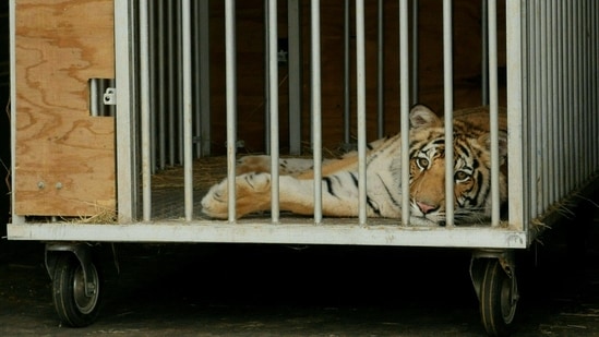 Nine-month-old Bengal tiger called "India" is seen in a cage after being captured by authorities in Houston, Texas. (AFP) Nine-month-old Bengal tiger called "India" is seen in a cage after being captured by authorities in Houston, Texas. (AFP)