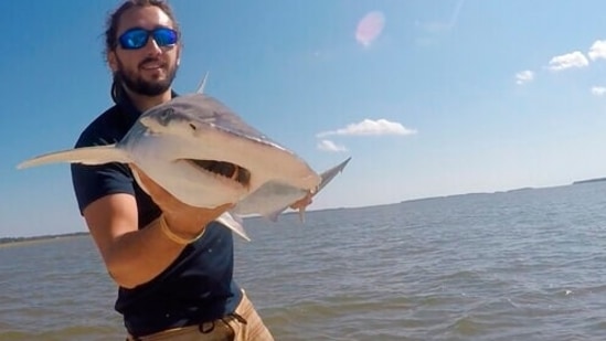 In this Sept. 2015 photo taken by Colby Griffiths on the North Edisto River in South Carolina, scientist Bryan Keller holds a bonnethead shark. Keller is among a group of scientists that found sharks use the Earth’s magnetic field as a sort of natural GPS when they navigate journeys that take them thousands of miles across the world’s oceans. (AP) In this Sept. 2015 photo taken by Colby Griffiths on the North Edisto River in South Carolina, scientist Bryan Keller holds a bonnethead shark. Keller is among a group of scientists that found sharks use the Earth’s magnetic field as a sort of natural GPS when they navigate journeys that take them thousands of miles across the world’s oceans. (AP)