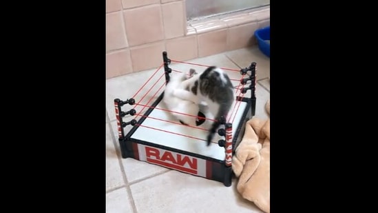 The image shows two kittens 'wrestling' in the arena.(Reddit/cactusjackalope)