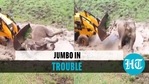 Elephant falls & gets stuck in mud, rescued with earth-mover machine Elephant falls & gets stuck in mud, rescued with earth-mover machine