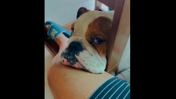 Actor Ram Kapoor's doggo Popeye staring at him during the video. 