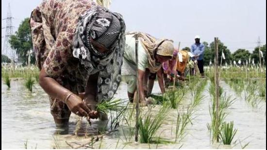 The Punjab government had passed a legislation to ensure that all farmers adhere to the transplantation schedule, but it was left with no options but to advance the process due to the pandemic. (HT File Photo) The Punjab government had passed a legislation to ensure that all farmers adhere to the transplantation schedule, but it was left with no options but to advance the process due to the pandemic. (HT File Photo)
