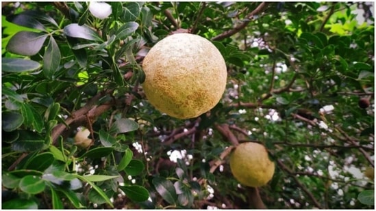 Wood Apple (Bael): You can eat this fruit fresh or dried. One of its main benefits is killing parasites in the gut which helps ease digestion. (Instagram/pankajmote712)