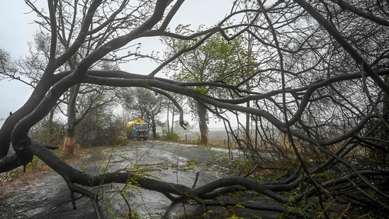A truck is stranded at a highway due to fallen trees near Diu on May 18. The cyclone crossed the Gujarat coast as an "extremely severe cyclonic storm" and gradually weakened. It was likely to move further north-north eastwards and gradually weaken during the day, the IMD had said on May 18.(Punit Paranjpe / AFP)