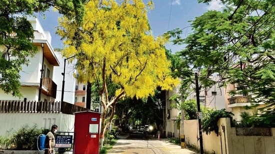 Towards the end of this enchanted road is the sudden sight of a blooming amaltas tree generously covered with golden flowers. Towards the end of this enchanted road is the sudden sight of a blooming amaltas tree generously covered with golden flowers.