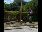 The image shows a police officer trying to catch the alligator.