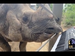 The image shows Bandhu the rhino playing the keyboard. The image shows Bandhu the rhino playing the keyboard.