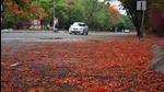 Seasonal flowers fall on road due to rainfall and stormy wind at Pashan road near NCL in Pune on Sunday, May 16. (Kalpesh Nukte/HT photo) Seasonal flowers fall on road due to rainfall and stormy wind at Pashan road near NCL in Pune on Sunday, May 16. (Kalpesh Nukte/HT photo)