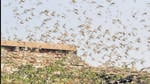 Large locusts swarms pose a major threat to food security and rural livelihoods. (PTI) Large locusts swarms pose a major threat to food security and rural livelihoods. (PTI)