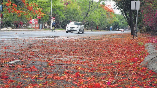 Flowers of gulmohar trees (Delonix regia) cover Pashan road near NCL in Pune, India, on May 16. (KALPESH NUKTE/HT) Flowers of gulmohar trees (Delonix regia) cover Pashan road near NCL in Pune, India, on May 16. (KALPESH NUKTE/HT)
