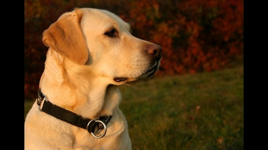 Experts suggest that dogs should be taken for walks only during cool hours of the day. (Representational photo) Experts suggest that dogs should be taken for walks only during cool hours of the day. (Representational photo)