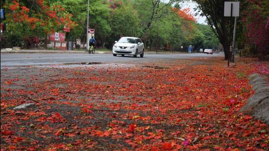 Seasonal flowers fall on road due to rainfall and stormy wind at Pashan road near NCL in Pune on Sunday, May 16. (Kalpesh Nukte/HT photo)