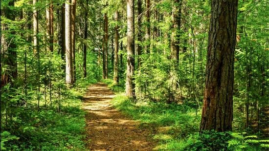 Representational Image. (Shutterstock) Representational Image. (Shutterstock)