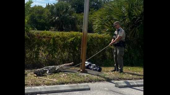 The image shows a police officer trying to catch the alligator.(Twitter@leesheriff)