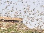 Following the advisory, Jaisalmer district collector Ashish Modi directed all officials engaged in the locust control operation to ensure highest priority to containment operations.(PTI file photo) Following the advisory, Jaisalmer district collector Ashish Modi directed all officials engaged in the locust control operation to ensure highest priority to containment operations.(PTI file photo)