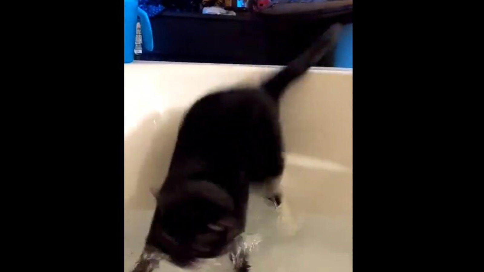 Cat tries to dip a paw in bathtub full of water, instantly regrets it