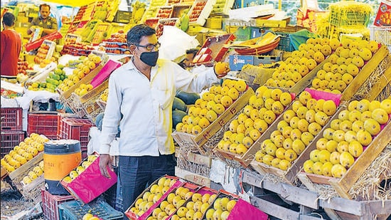 The British noted that in the Bombay Presidency, although mango trees were seen in every village, yet there were undoubtedly certain classes of soils that influenced the yield and excellence of the fruit. (Rahul Raut/HT PHOTO) The British noted that in the Bombay Presidency, although mango trees were seen in every village, yet there were undoubtedly certain classes of soils that influenced the yield and excellence of the fruit. (Rahul Raut/HT PHOTO)