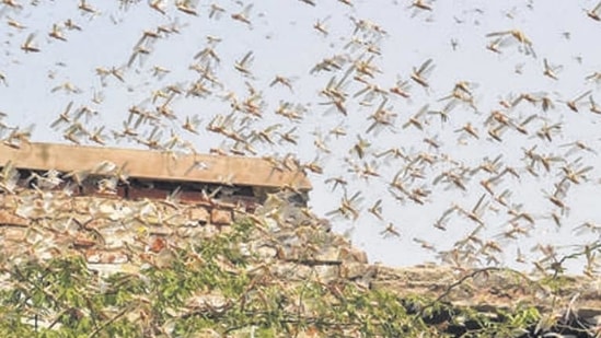 Following the advisory, Jaisalmer district collector Ashish Modi directed all officials engaged in the locust control operation to ensure highest priority to containment operations.(PTI file photo)