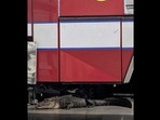 The alligator lurks under the fire truck (Source: Facebook/Bonita Springs Fire Control and Rescue District) The alligator lurks under the fire truck (Source: Facebook/Bonita Springs Fire Control and Rescue District)