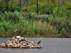 Birds at Yamuna Biodiversity Park in Wazirabad(Sanchit Khanna/HT Photo)