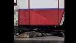 The alligator lurks under the fire truck (Source: Facebook/Bonita Springs Fire Control and Rescue District) The alligator lurks under the fire truck (Source: Facebook/Bonita Springs Fire Control and Rescue District)