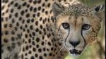 Cheetahs roamed India’s grasslands till the 1950s when they were hunted to extinction from the country. India will now get 8 cheetahs donated by the Endangered Wildlife Trust of South Africa (AFP/File photo) Cheetahs roamed India’s grasslands till the 1950s when they were hunted to extinction from the country. India will now get 8 cheetahs donated by the Endangered Wildlife Trust of South Africa (AFP/File photo)
