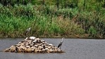 Birds at Yamuna Biodiversity Park in Wazirabad(Sanchit Khanna/HT Photo) Birds at Yamuna Biodiversity Park in Wazirabad(Sanchit Khanna/HT Photo)
