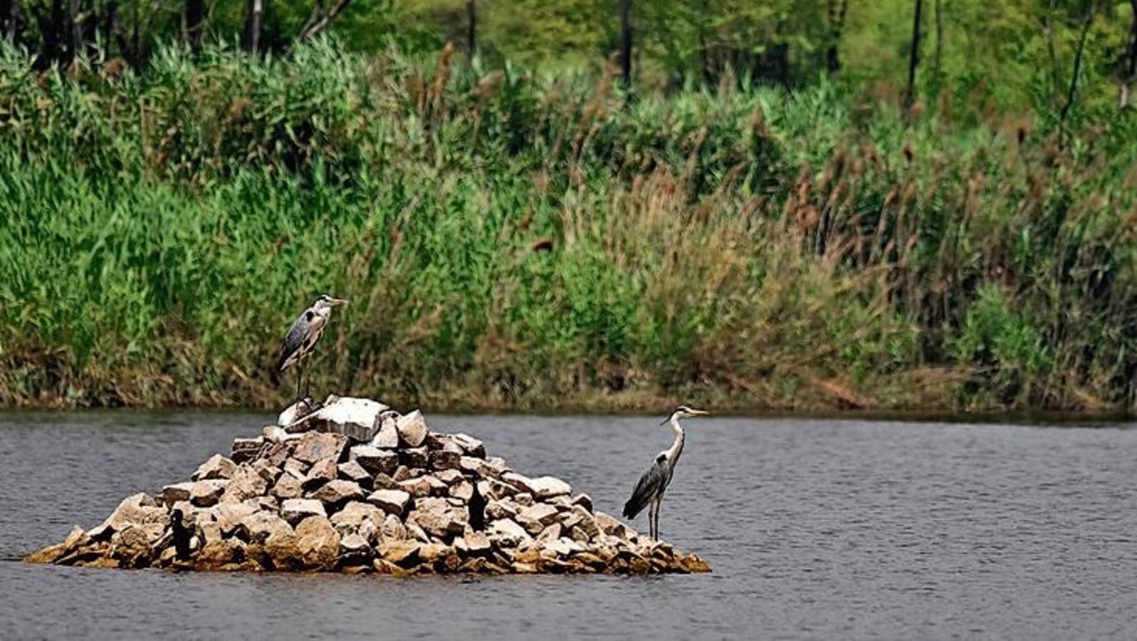 more-birds-and-animals-make-delhi-s-7-nature-parks-their-homes-latest