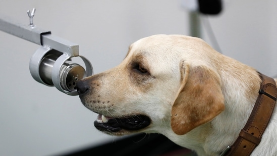 Bobby, a Labrador Retriever, training at the Veterinary Faculty of Chulalongkorn University in Bangkok, Thailand.(AP) Bobby, a Labrador Retriever, training at the Veterinary Faculty of Chulalongkorn University in Bangkok, Thailand.(AP)