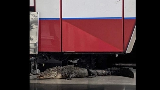 The alligator lurks under the fire truck (Source: Facebook/Bonita Springs Fire Control and Rescue District)