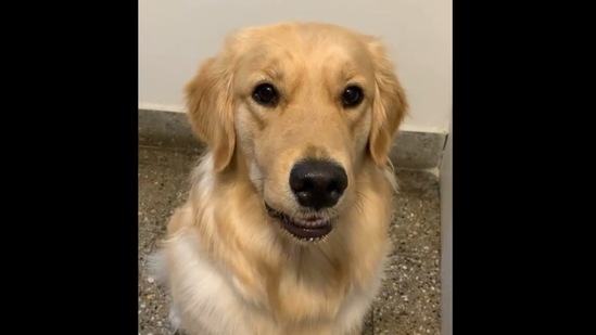 The doggo during the conversation with his mom. (Instagram/@eevee_retriever) The doggo during the conversation with his mom. (Instagram/@eevee_retriever)