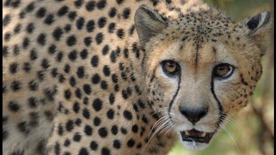 Cheetahs roamed India’s grasslands till the 1950s when they were hunted to extinction from the country. India will now get 8 cheetahs donated by the Endangered Wildlife Trust of South Africa (AFP/File photo)