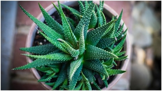 Aloe vera: From conditioning the hair to soothing the scalps, aloe vera is a great hair mask. It stimulates the scalp and improves hair thickness. Apply it evenly all over your hair, leave it for half an hour and wash it off. (Unsplash)