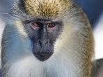 In this undated photo provided by Deborah Williams, a Vervet monkey is seen in Dania Beach, Fla. Williams, is the lead author of a study that determined where a colony of monkeys that has lived for about 70 years in urban South Florida came from. In 1948 a group of monkeys escaped from the Dania Chimpanzee Farm. Most were captured, but some disappeared into the mangrove swamp. The study determined that 41 descendants live in the area today. In this undated photo provided by Deborah Williams, a Vervet monkey is seen in Dania Beach, Fla. Williams, is the lead author of a study that determined where a colony of monkeys that has lived for about 70 years in urban South Florida came from. In 1948 a group of monkeys escaped from the Dania Chimpanzee Farm. Most were captured, but some disappeared into the mangrove swamp. The study determined that 41 descendants live in the area today.