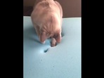 The image shows a kitty trying to figure out where its pawprints are disappearing.(Reddit) The image shows a kitty trying to figure out where its pawprints are disappearing.(Reddit)