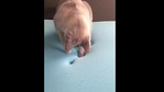 The image shows a kitty trying to figure out where its pawprints are disappearing.(Reddit) The image shows a kitty trying to figure out where its pawprints are disappearing.(Reddit)