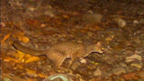 A night-time camera trap image of a rusty-spotted cat at Kalesar. (PHOTO COURTESY: RAJIV S KALSI) A night-time camera trap image of a rusty-spotted cat at Kalesar. (PHOTO COURTESY: RAJIV S KALSI)