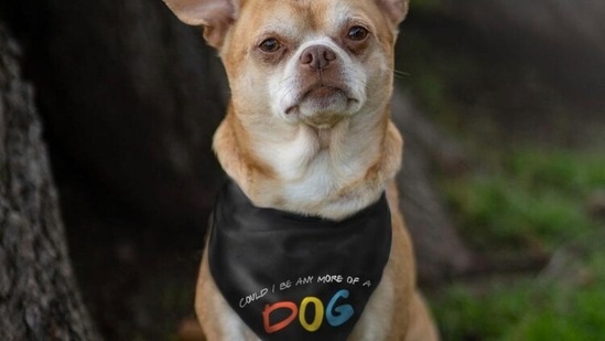The price of the merchandise range from $14.99 (approximately <span class='webrupee'>₹</span>1,100) for a bandana that reads, "Could I be any more of a dog?" to $44.99 (approximately <span class='webrupee'>₹</span>3,300) for the "Could I be more me?" hoodie. (Represent.com) The price of the merchandise range from $14.99 (approximately <span class='webrupee'>₹</span>1,100) for a bandana that reads, "Could I be any more of a dog?" to $44.99 (approximately <span class='webrupee'>₹</span>3,300) for the "Could I be more me?" hoodie. (Represent.com)