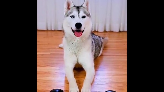 The image shows Skaya the Siberian husky sitting in front of the two buttons marked yes and no. (Instagram/@skaya.siberian) The image shows Skaya the Siberian husky sitting in front of the two buttons marked yes and no. (Instagram/@skaya.siberian)