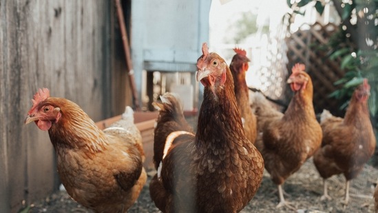 The CDC has advised owners to wash their hands with soap and water immediately after touching backyard poultry and their eggs. (Unsplash) The CDC has advised owners to wash their hands with soap and water immediately after touching backyard poultry and their eggs. (Unsplash)