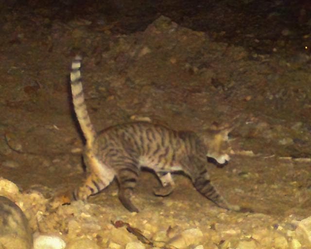 A night-time camera trap image of an Asiatic wild cat at Kalesar. (PHOTO COURTESY: RAJIV S KALSI) A night-time camera trap image of an Asiatic wild cat at Kalesar. (PHOTO COURTESY: RAJIV S KALSI)