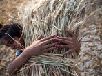 A farmhand carries a bundle of hand cut wheat while harvesting a field in the Panipat district of Haryana, India, on Sunday, April 11, (Bloomberg) A farmhand carries a bundle of hand cut wheat while harvesting a field in the Panipat district of Haryana, India, on Sunday, April 11, (Bloomberg)