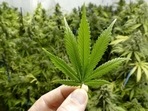Parental consumption impacts how teens perceive, use cannabis: Study(Shutterstock) Parental consumption impacts how teens perceive, use cannabis: Study(Shutterstock)