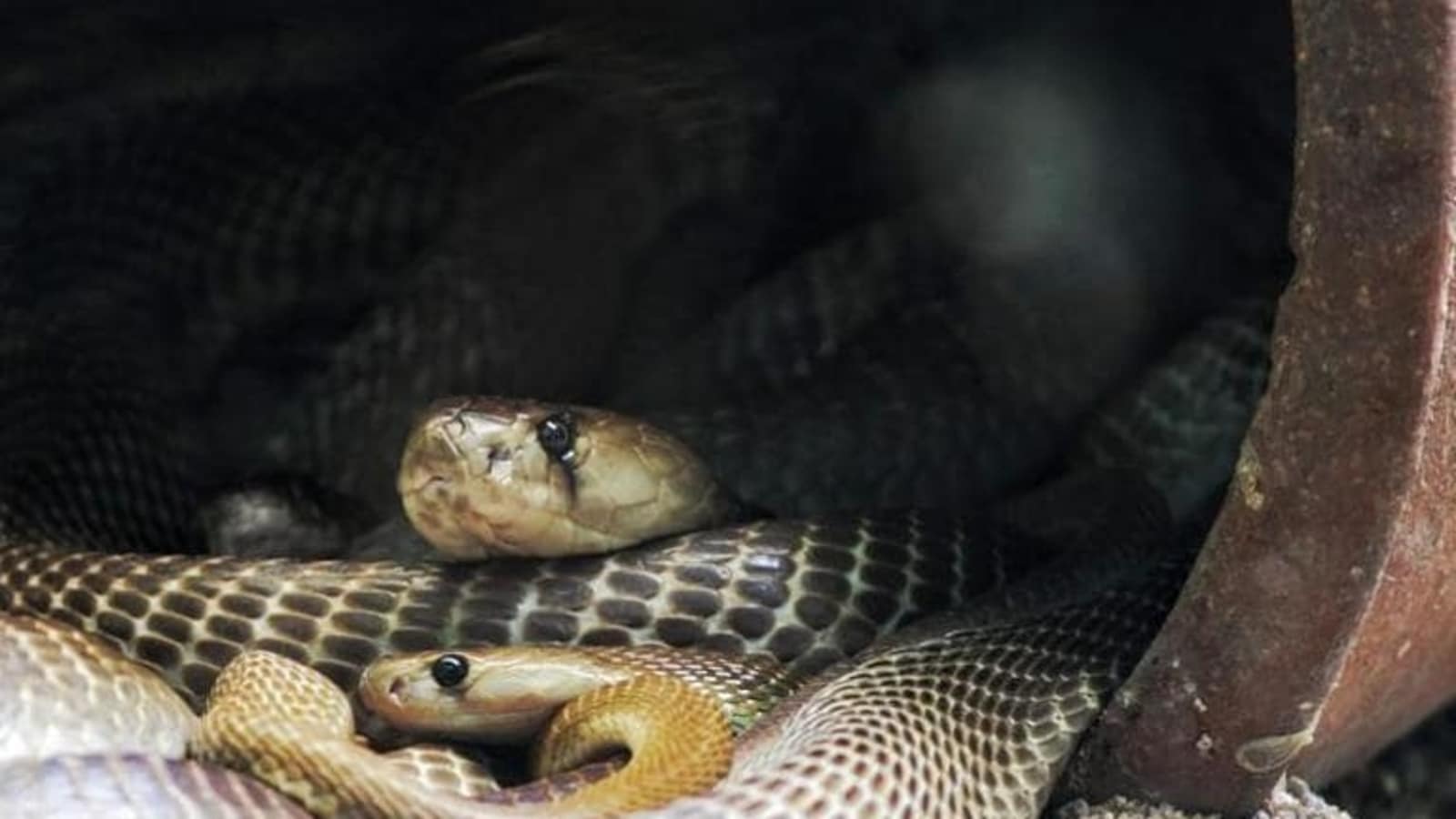 New Research Records 8 More Species Of Snakes In Delhi Number Rises To 23 Latest News Delhi Hindustan Times