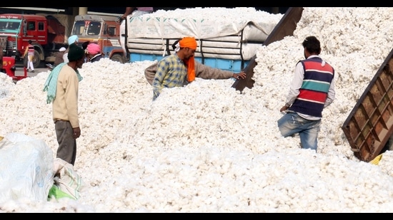 Agriculture director Dr Sukhdev Singh Sidhu said last season, only 2.51 lakh hectare was covered under cotton. (HT File) Agriculture director Dr Sukhdev Singh Sidhu said last season, only 2.51 lakh hectare was covered under cotton. (HT File)