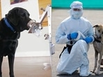 Here's how super-sniffer dogs can shorten Covid-19 testing lines at airports