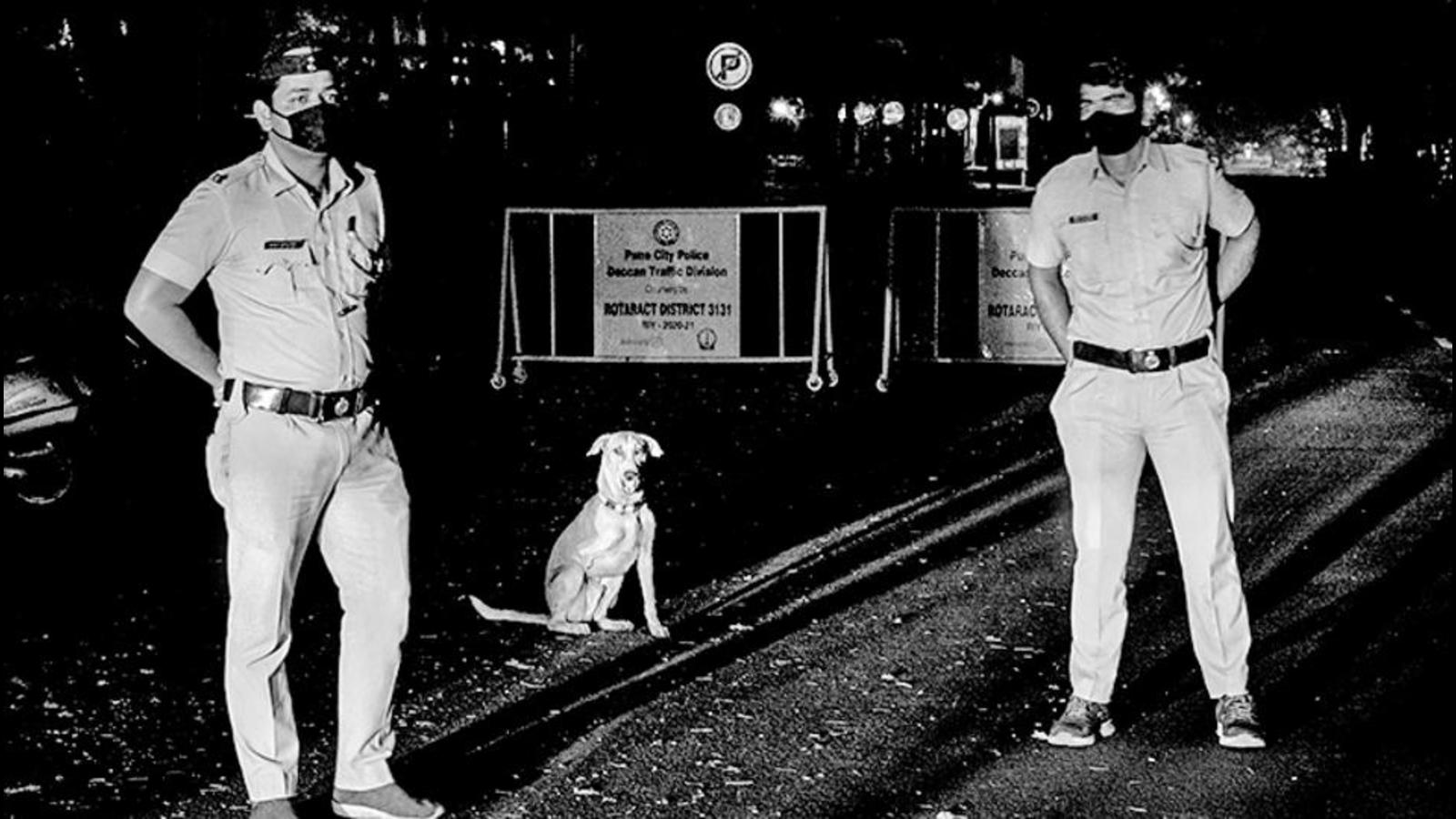 balgandharva-checkpost-s-tripawd-canine-gets-designated-special