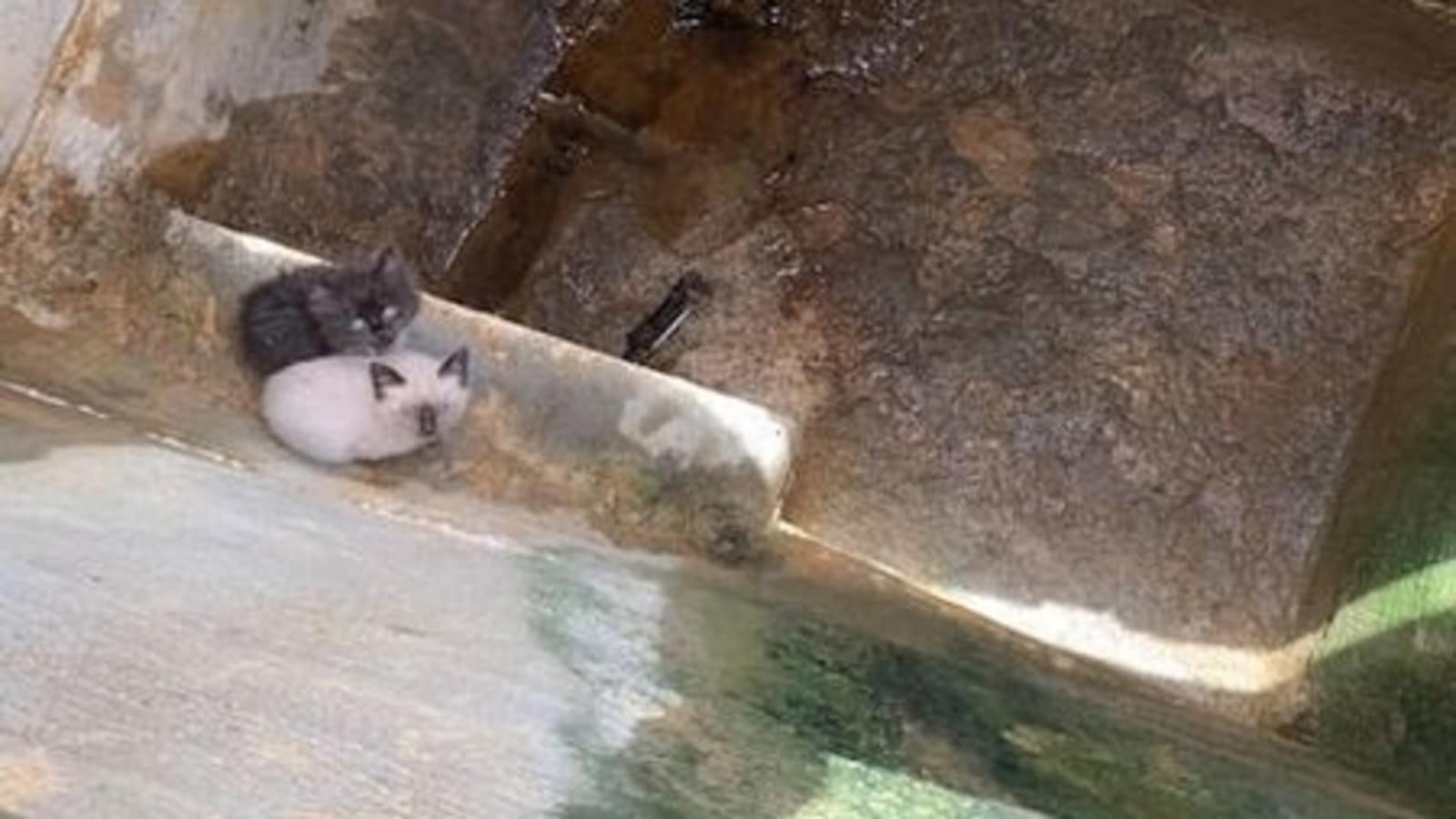 Kittens rescued from 12footdeep drain after people hear cries, see