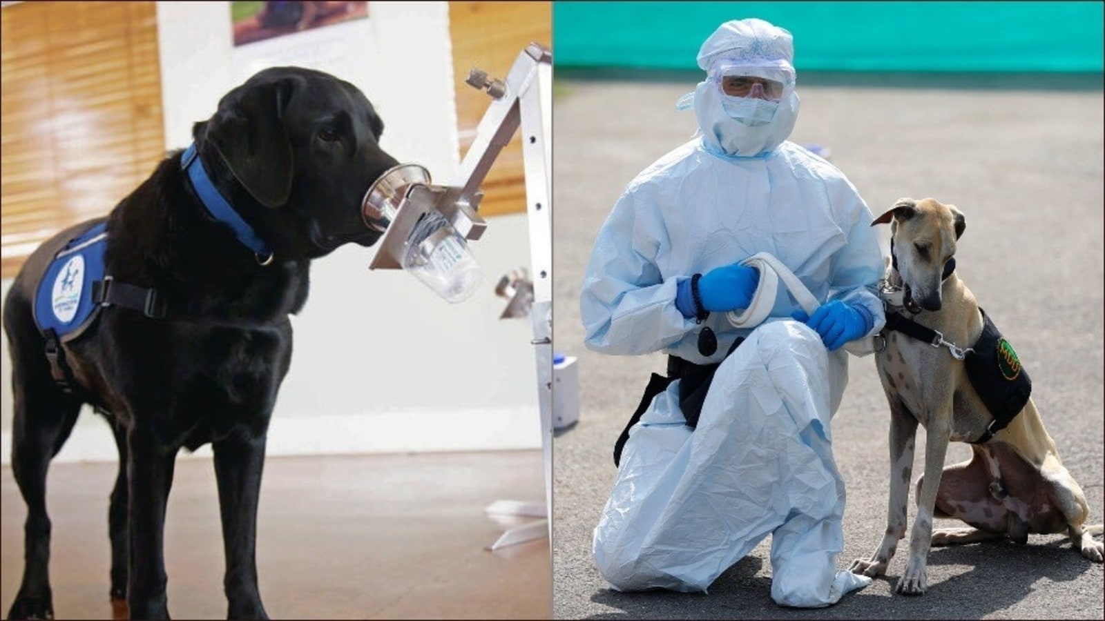 Here's how supersniffer dogs can shorten Covid19 testing lines at