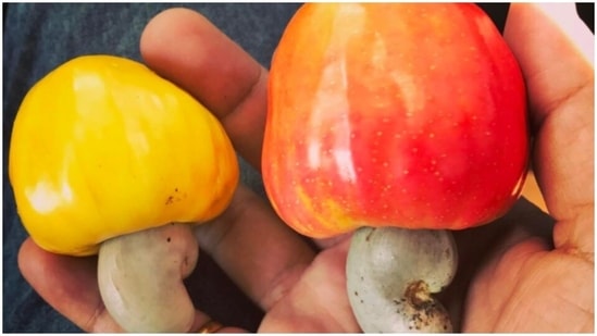 Feni: If you have been to Goa then you must have heard of this drink. It is a very famous liquor found in the state and is made of cashews and ripened cashew apples. It has an acquired taste so you might not like it on your first try.(Instagram/samarthpandey)